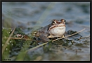 Heikikker, Moorfrog, Rana arvalis Location: Twente, the Netherlands heikikker MG 5653 kopie